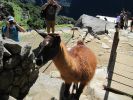 PICTURES/Machu Picchu - Animals - Us and Others/t_IMG_7600.JPG